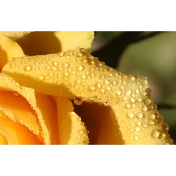 Fresh Yellow Rose